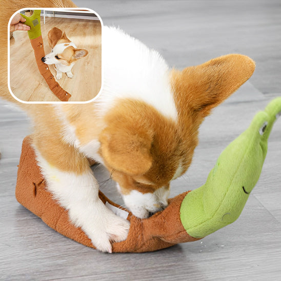 Corgi jouant avec la peluche pour chien et cherchant les croquettes