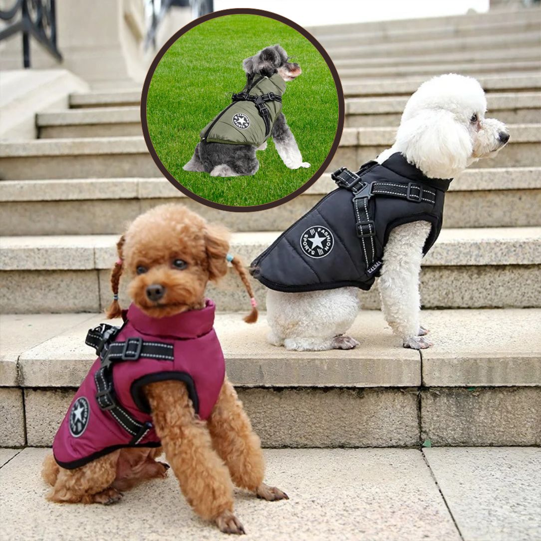 Deux petits chiens portant un manteau pour chien bien ajusté