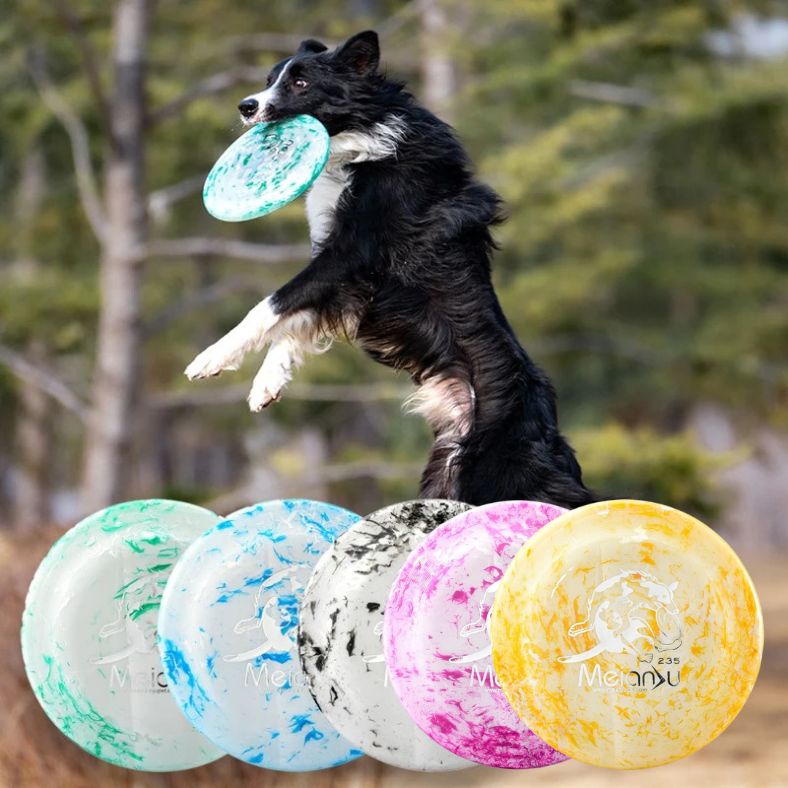 Frisbee chien attrapé après un saut vertical impressionnant, couleurs visibles en bas
