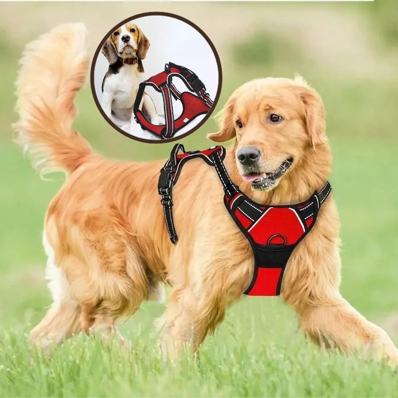 Golden retriever avec manteau rouge courant librement dans un champ