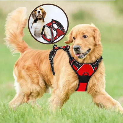 Golden retriever avec manteau rouge courant librement dans un champ