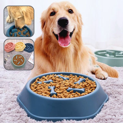 Golden retriever utilisant une gamelle anti glouton bleue