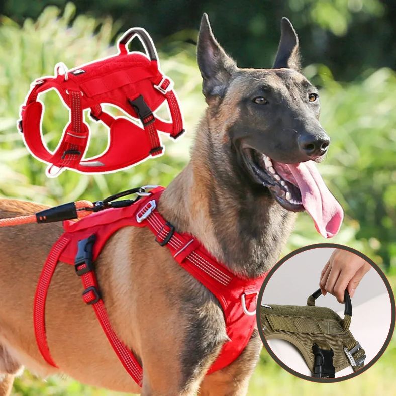Harnais anti traction chien avec poignée dorsale renforcée