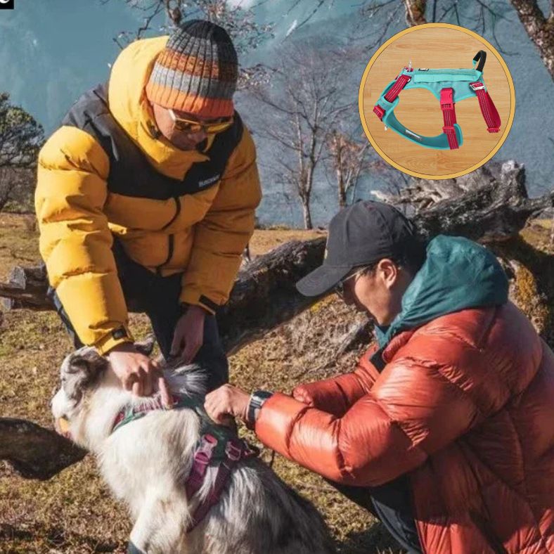 Harnais anti traction chien pour balades détendue et harmonieuses