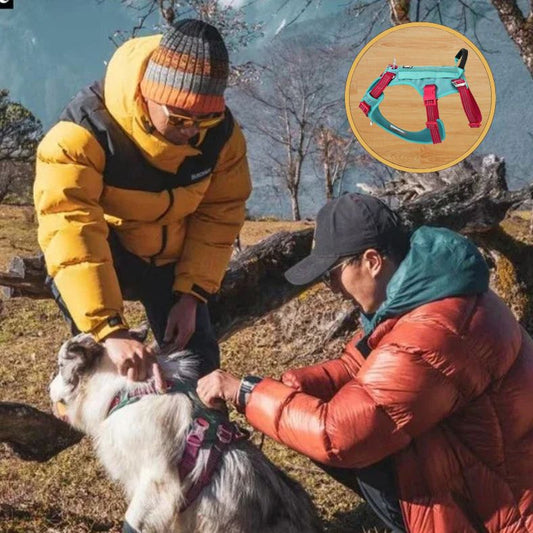 Harnais anti traction chien pour balades détendue et harmonieuses