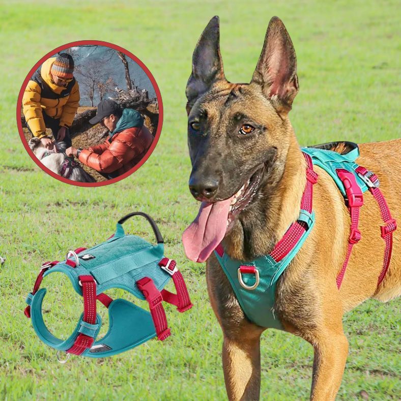 Harnais anti traction chien pour chiens énergiques et sportifs