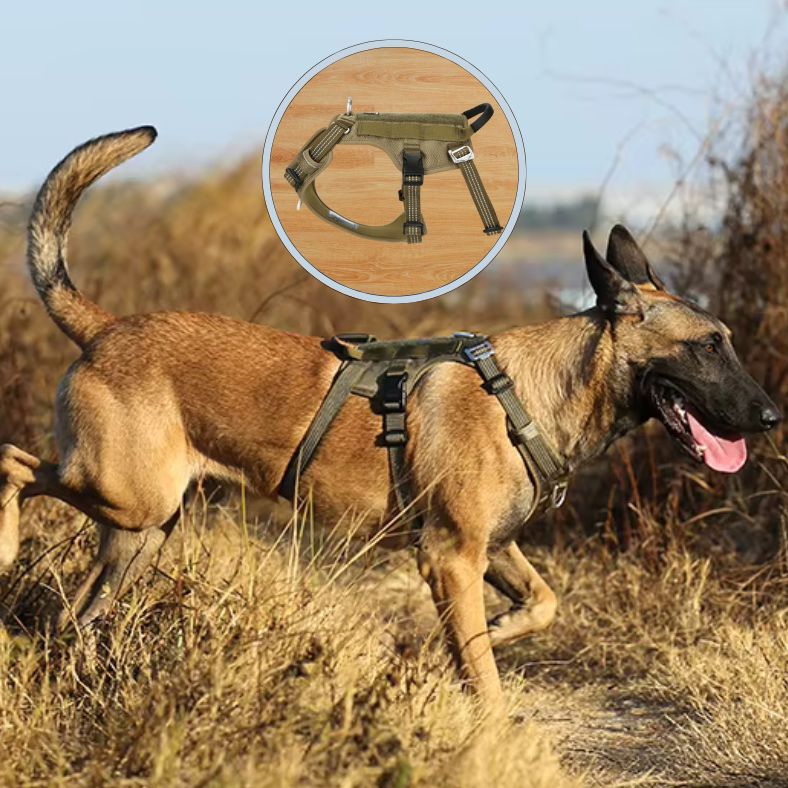 Harnais anti traction chien pour moments de bonheur partagés