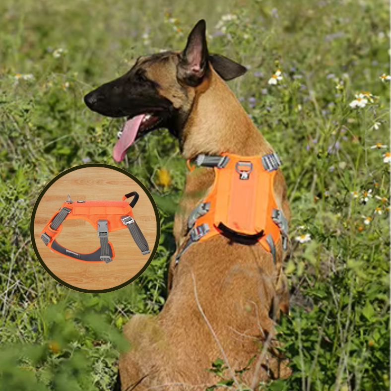 Harnais anti traction chien pour offrir liberté et sécurité