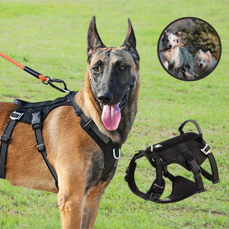 Harnais anti traction chien pour randonnée et activités intenses