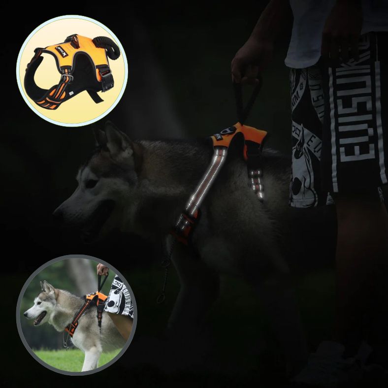 Harnais chien avec bandes réfléchissantes pour promenade nocturne