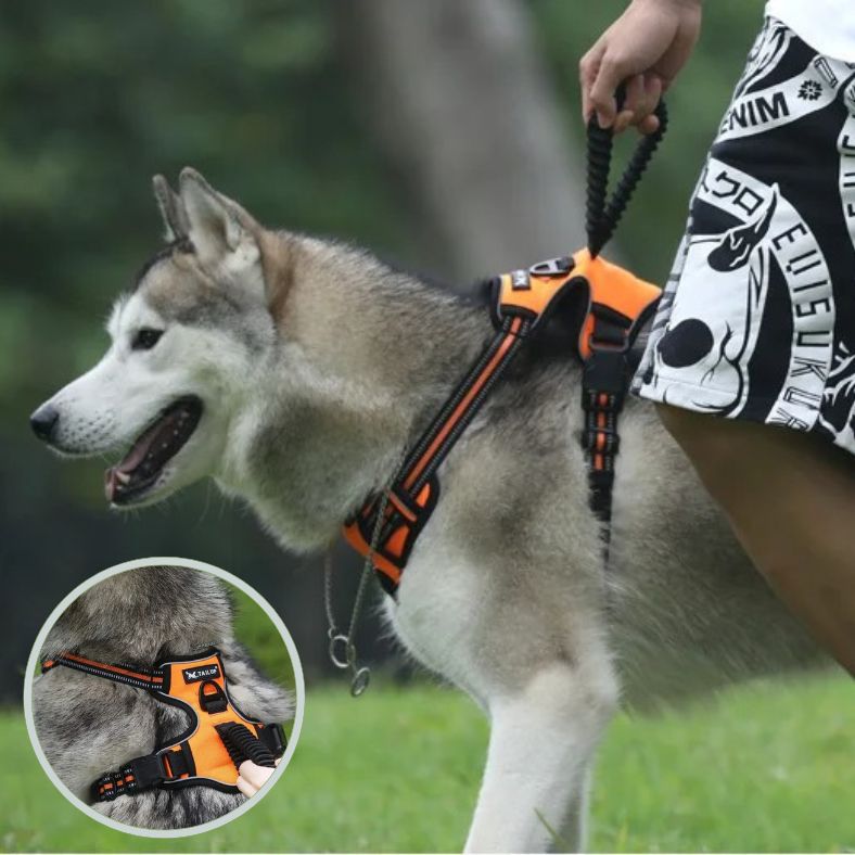 Harnais chien avec double attache et poignée de contrôle