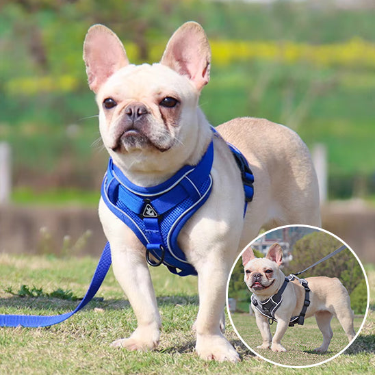 Harnais chien respirant et confortable, parfait pour les journées chaudes d’été