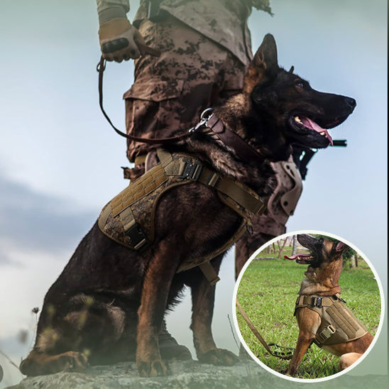 harnais tactique chien complicité et contrôle