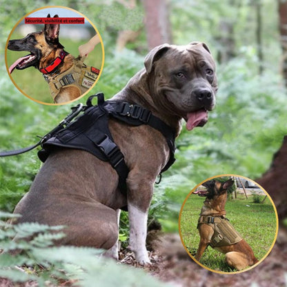 harnais tactique chien design intelligent