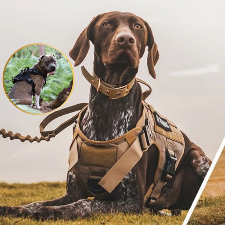harnais tactique chien entraînement et loisir