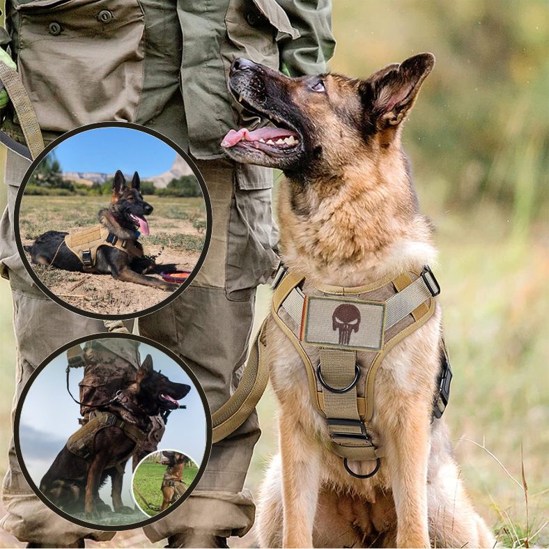 harnais tactique chien expression de loyauté