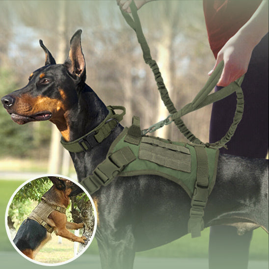 Harnais tactique chien laisse