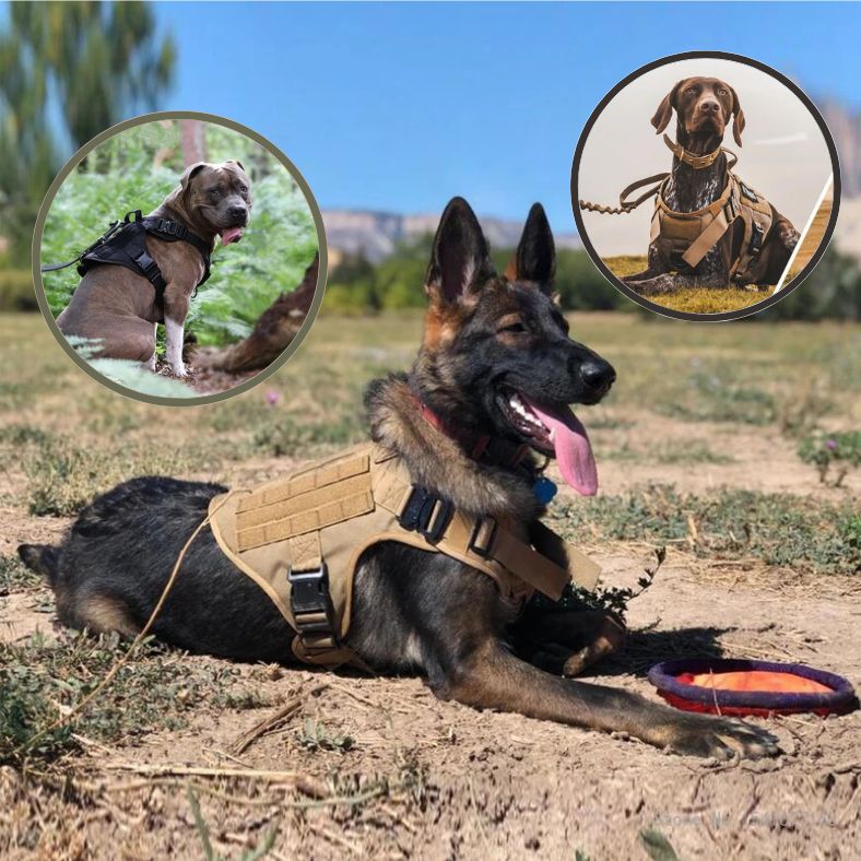 harnais tactique chien pour chiens obéissants