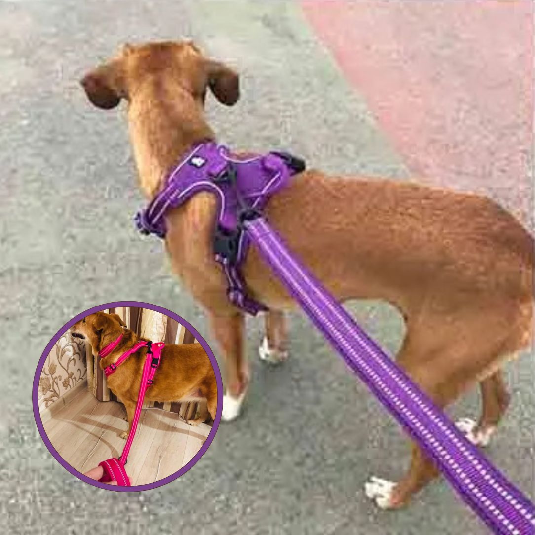 Laisse pour chien assortie au harnais pour style coordonné