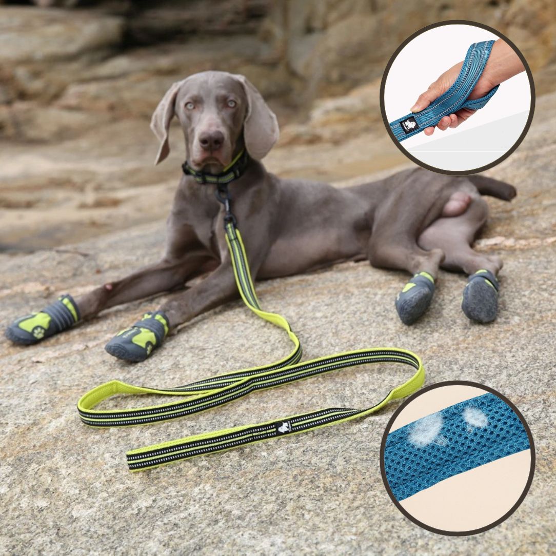 Laisse pour chien avec poignée rembourrée pour confort maximum