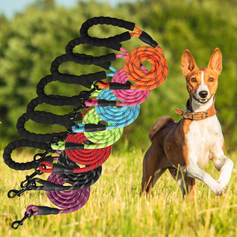 Laisse pour chien colorée et résistante idéale pour balades quotidiennes