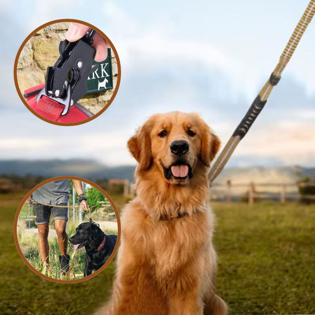 Laisse pour chien en nylon résistant avec mousqueton 360