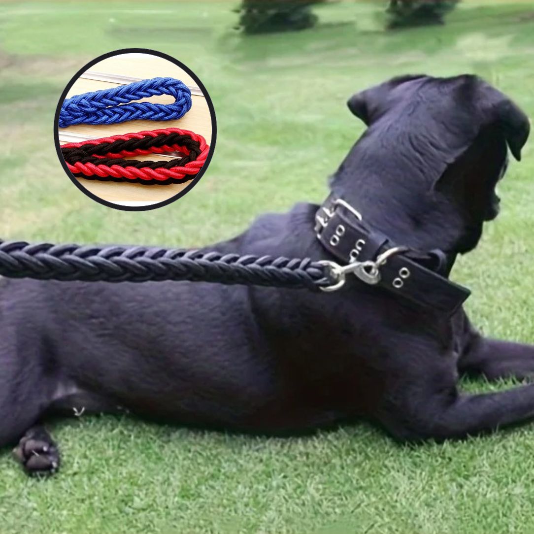 Laisse pour chien en nylon tressé ultra résistante pour balade sécurisée