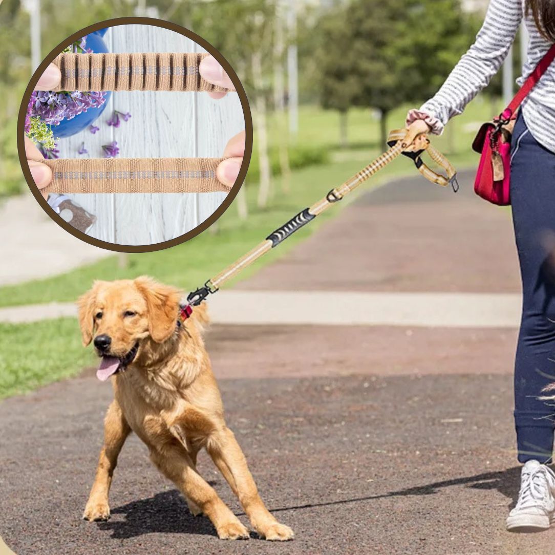Laisse pour chien pour petits et grands chiens énergiques