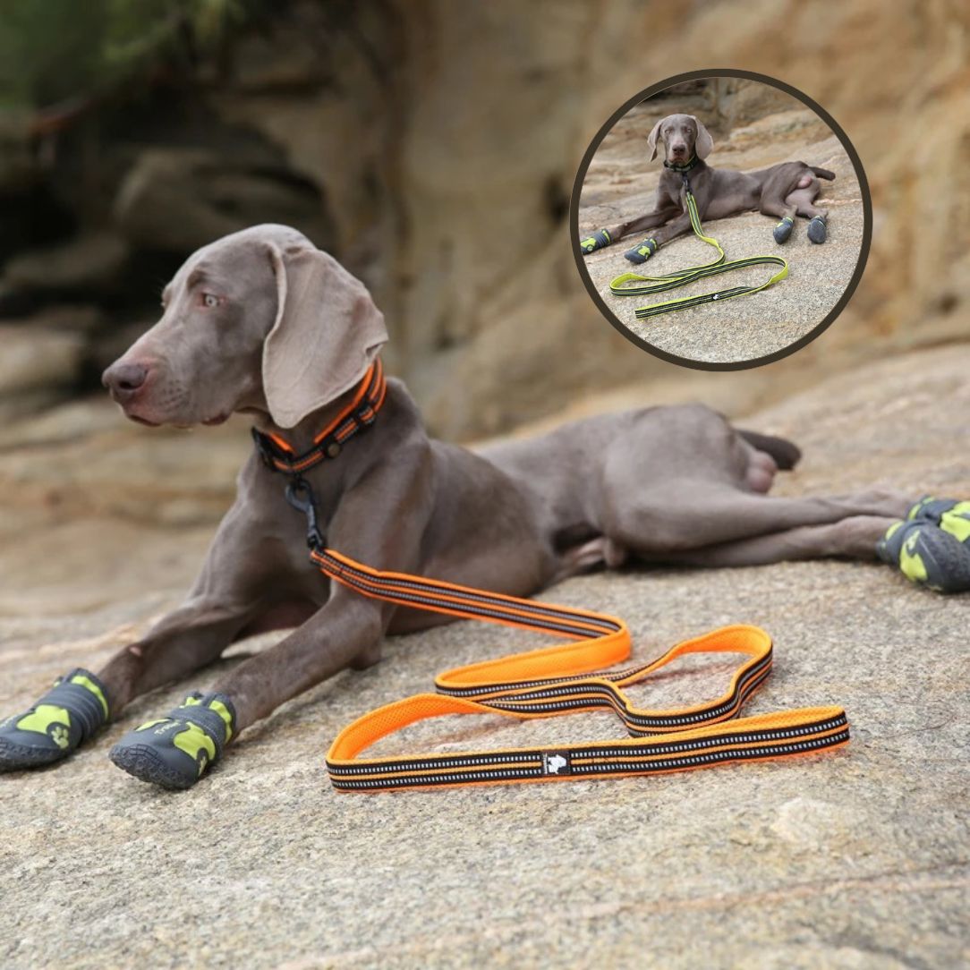 Laisse pour chien réfléchissante pour promenade nocturne en sécurité
