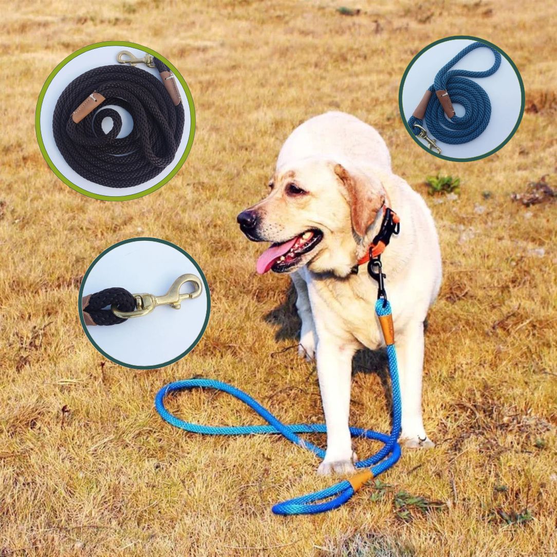 Laisse pour chien résistante idéale pour randonnée