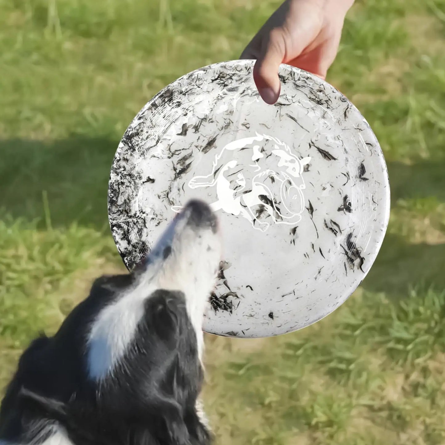 Maître et chien partagent un moment complice avec leur frisbee chien