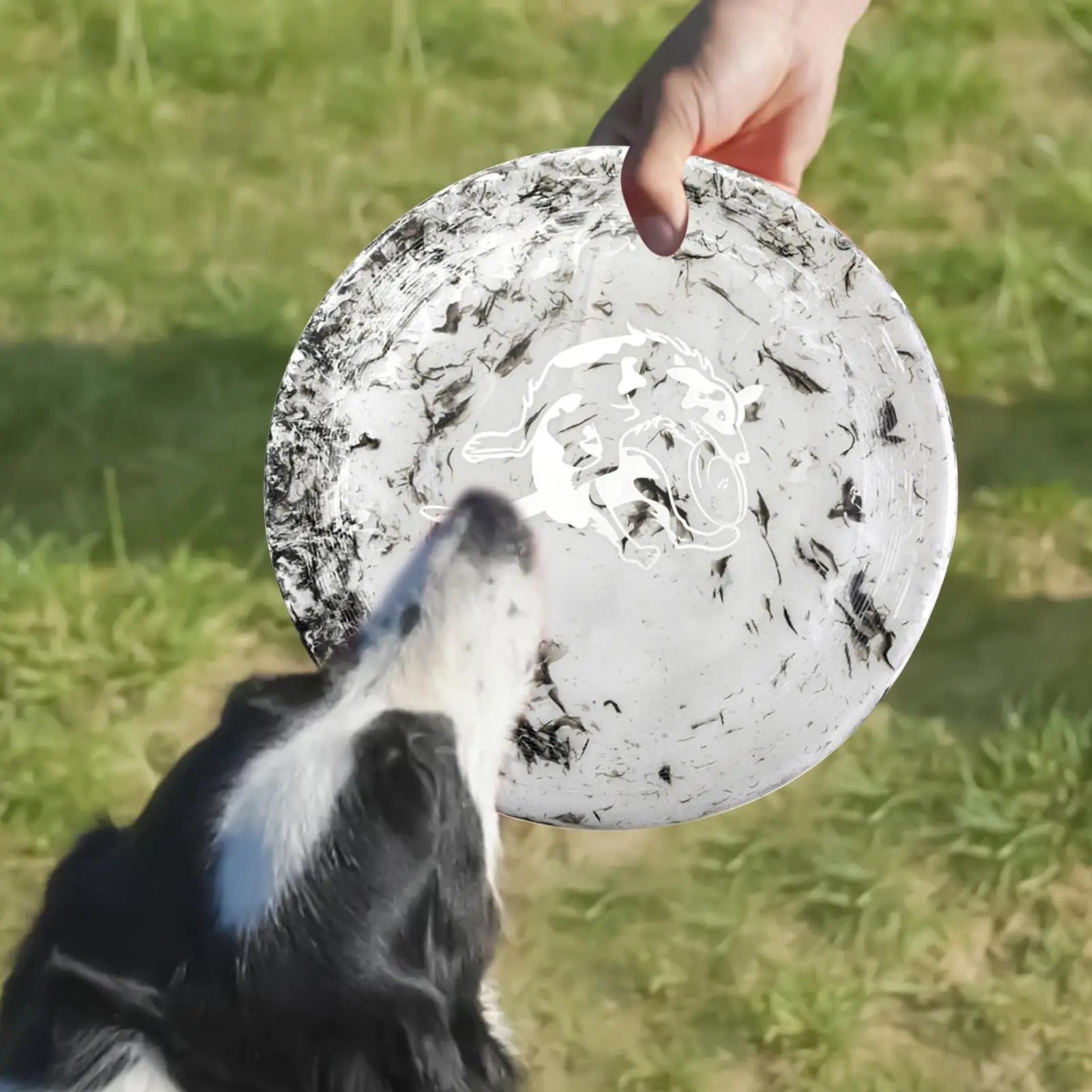 Maître et chien partagent un moment complice avec leur frisbee chien