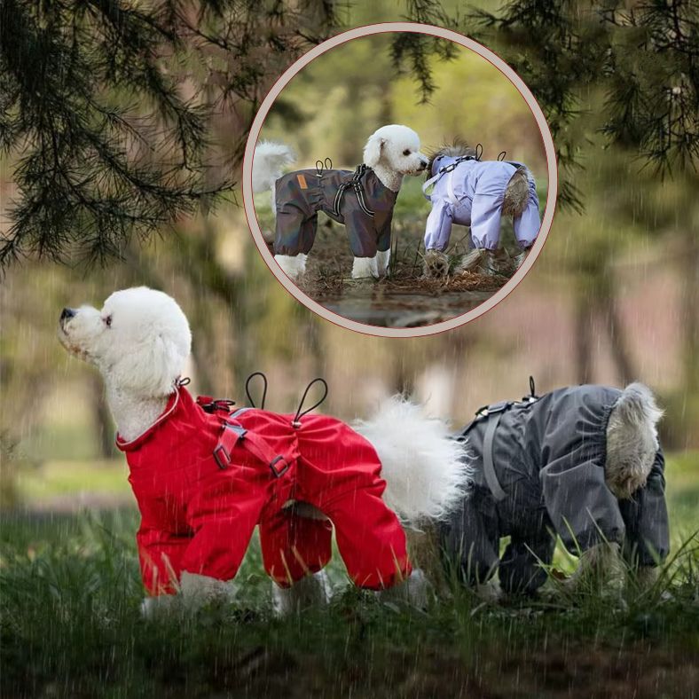 Manteau pour petit chien porté pendant que les chiens jouent sous la pluie