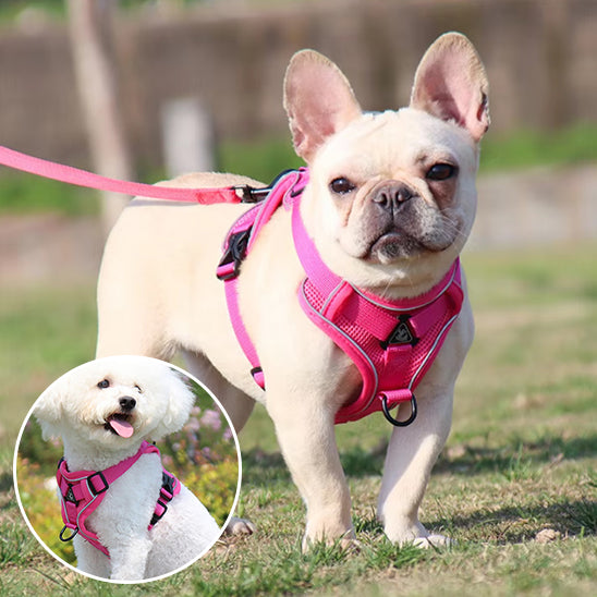 Petit chien debout avec harnais chien rose ajusté, prêt pour l’aventure en toute sécurité