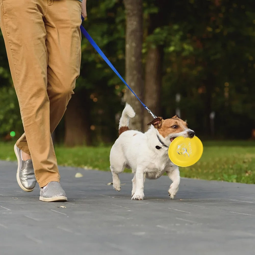 Petit-chien-en-laisse-portant-son-frisbee-chien-dans-la-gueule-en-promenade