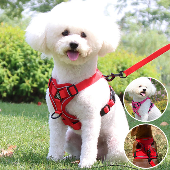 Petit chien équipé d’un harnais chien rouge avec laisse assortie, prêt pour la promenade