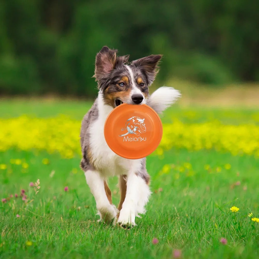 Petit-chien-joyeux-se-promène-avec-un-frisbee-chien-orange
