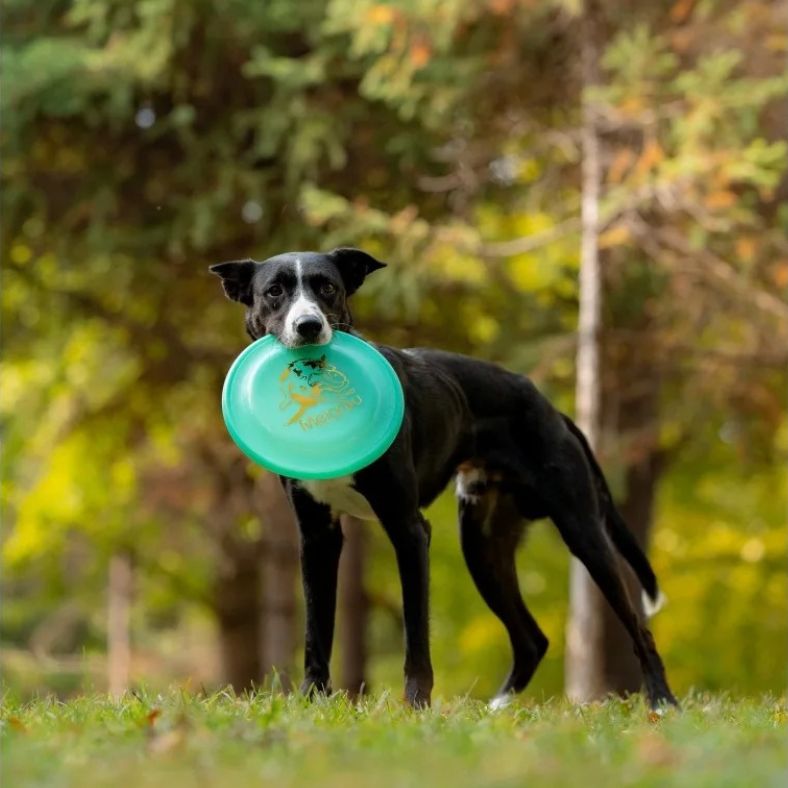 Regard-intense-entre-un-chien-et-son-maître-tenant-un-frisbee-chien