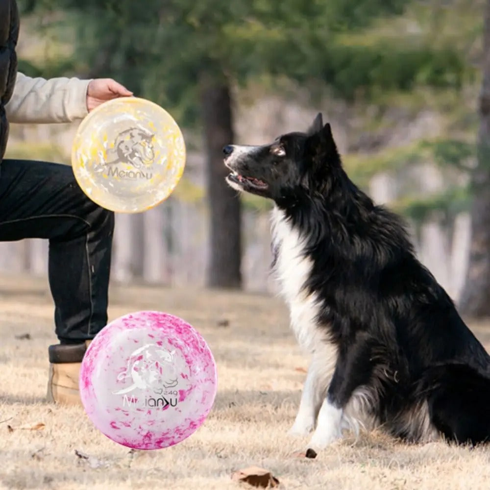 Regard intense entre un Border Collie et son maître tenant le frisbee chien
