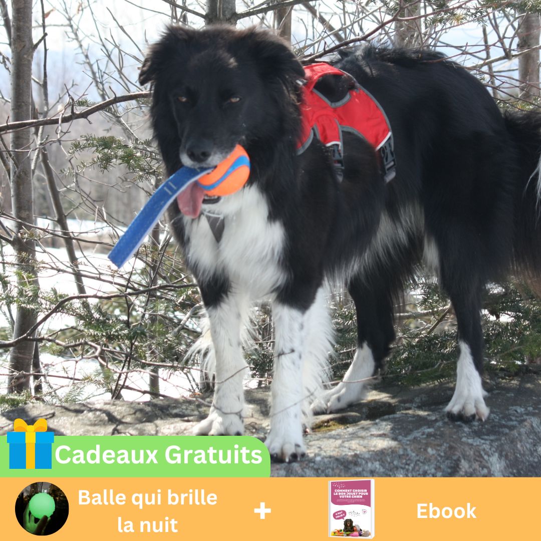 Balle-pour-chien-ultra-tug