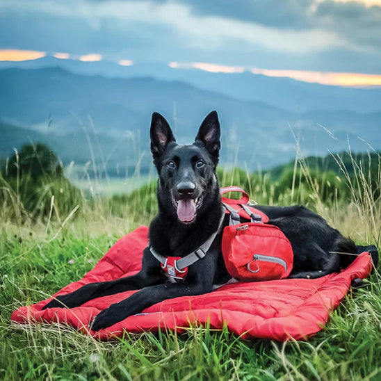 Berger noir reposant sur tapis pour chien rouge nature montagne