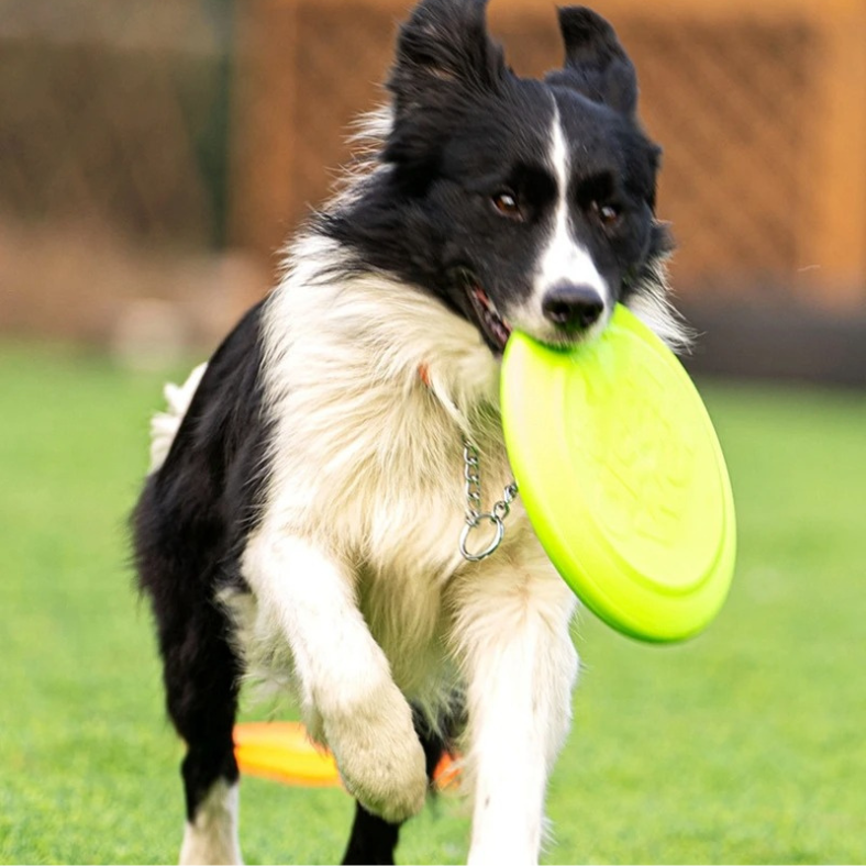 Border Collie court, frisbee chien léger et maniable en gueule