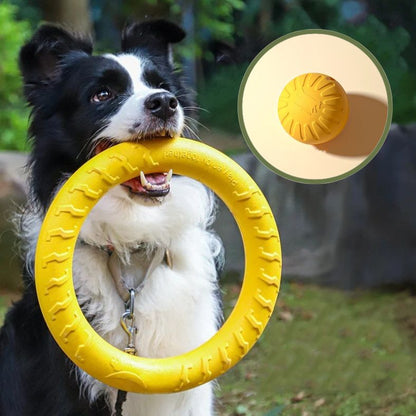 Border Collie portant un jouet pour chien anneau dans sa gueule