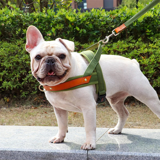 bouledogue harnais anti traction pour chien confort promenade quotidienne