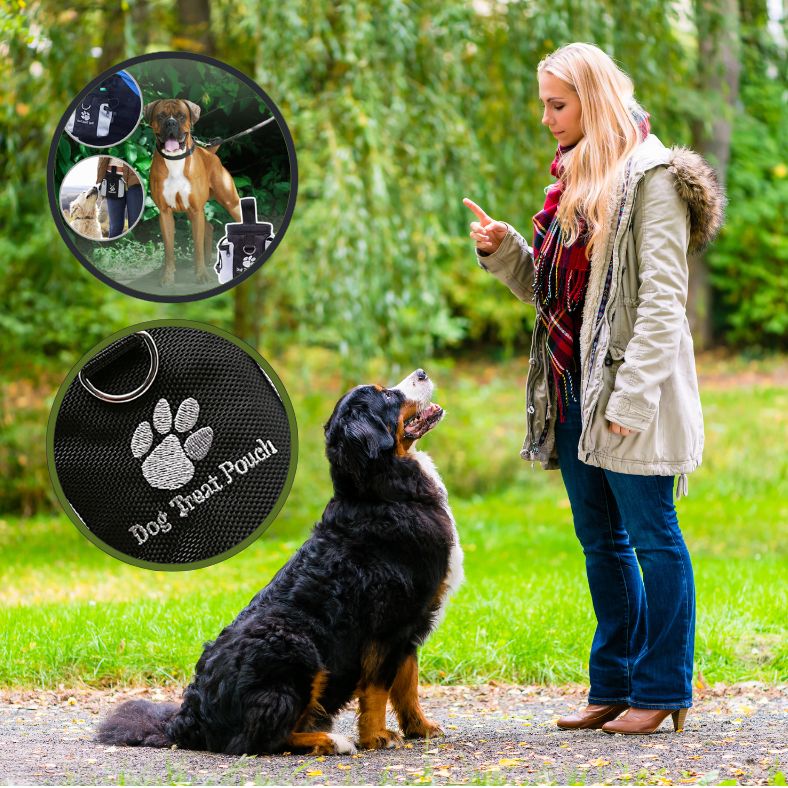 Bouvier bernois assis devant sa maîtresse avec pochette friandise chien