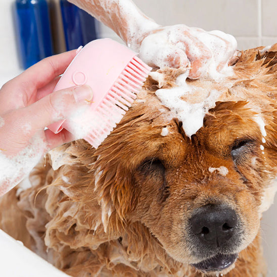 brosse de bain pour chien detendu pendant le soin