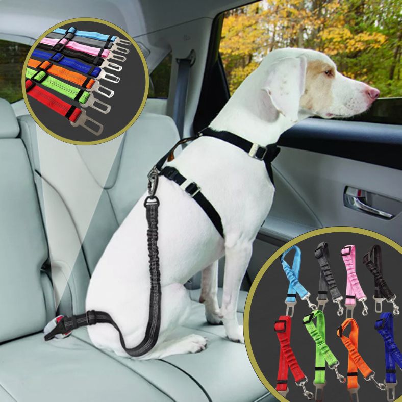 Ceinture de sécurité pour chien disponible en plusieurs coloris tendance