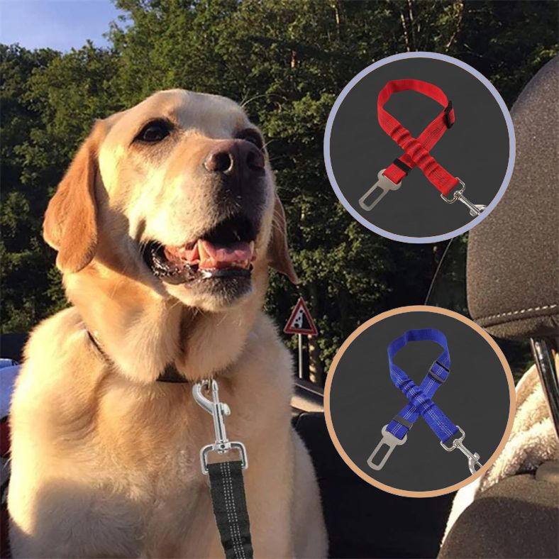 Ceinture de sécurité pour chien pour grand chien bien maintenu
