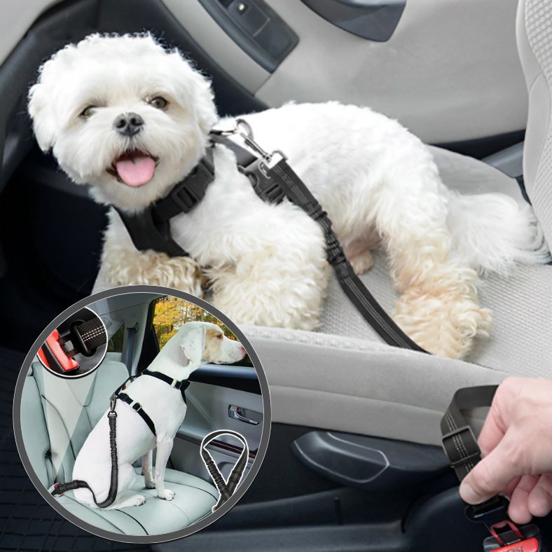 Ceinture de sécurité pour chien tranquillement installé sur la banquette