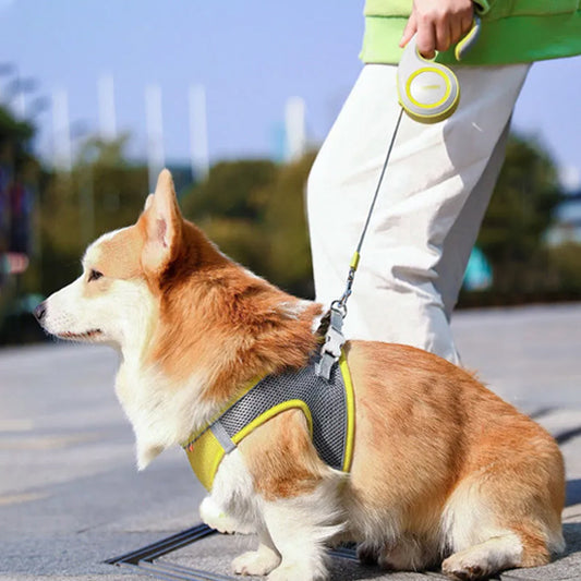 Chien assis attaché à une laisse pour chien enrouleur résistante